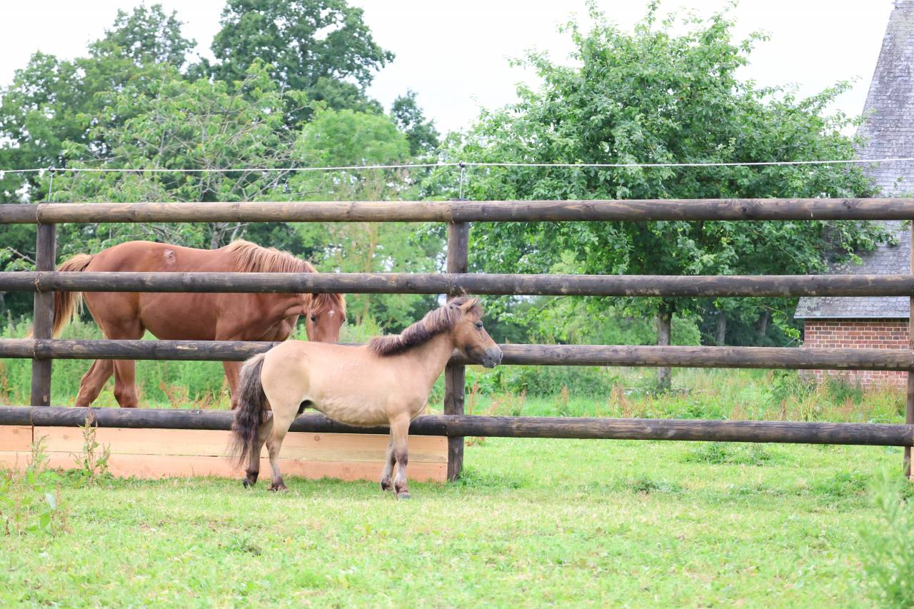 Mare No Origin Recorded For sale 2013 Buckskin