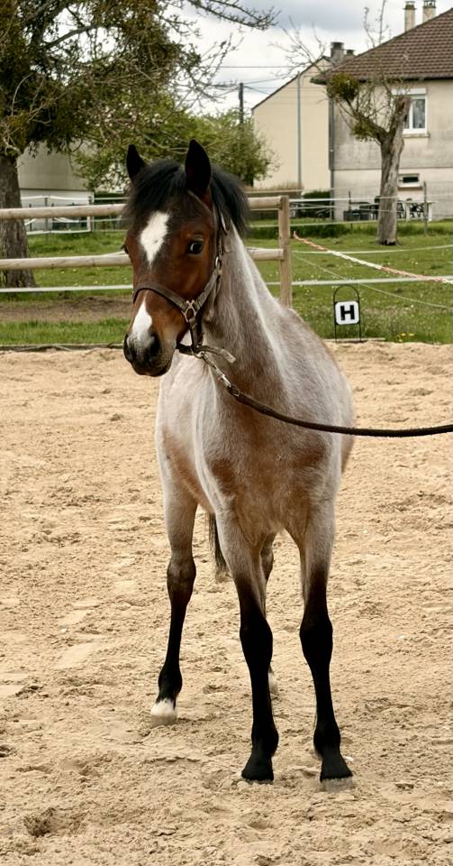 Colt Origin Recorded For sale 2025 Roan