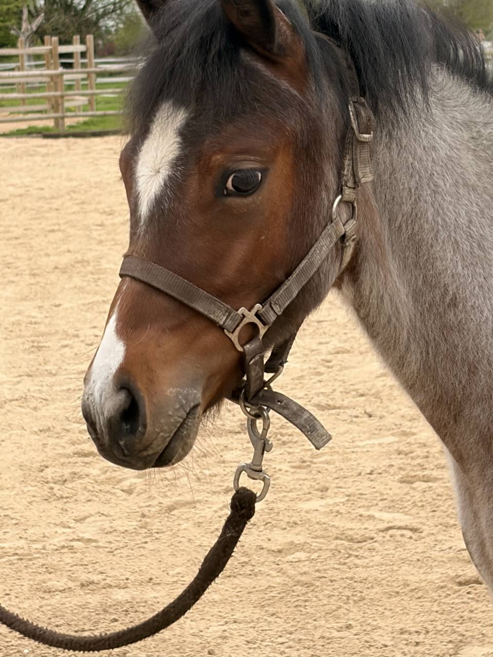 Colt Origin Recorded For sale 2025 Roan