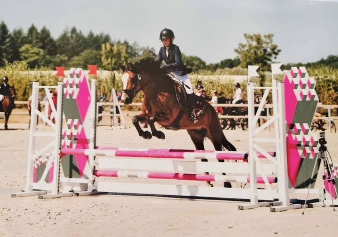 Mare New Forest For loan 2014 Bay