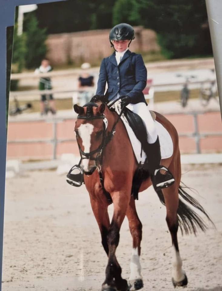 Mare New Forest For loan 2014 Bay