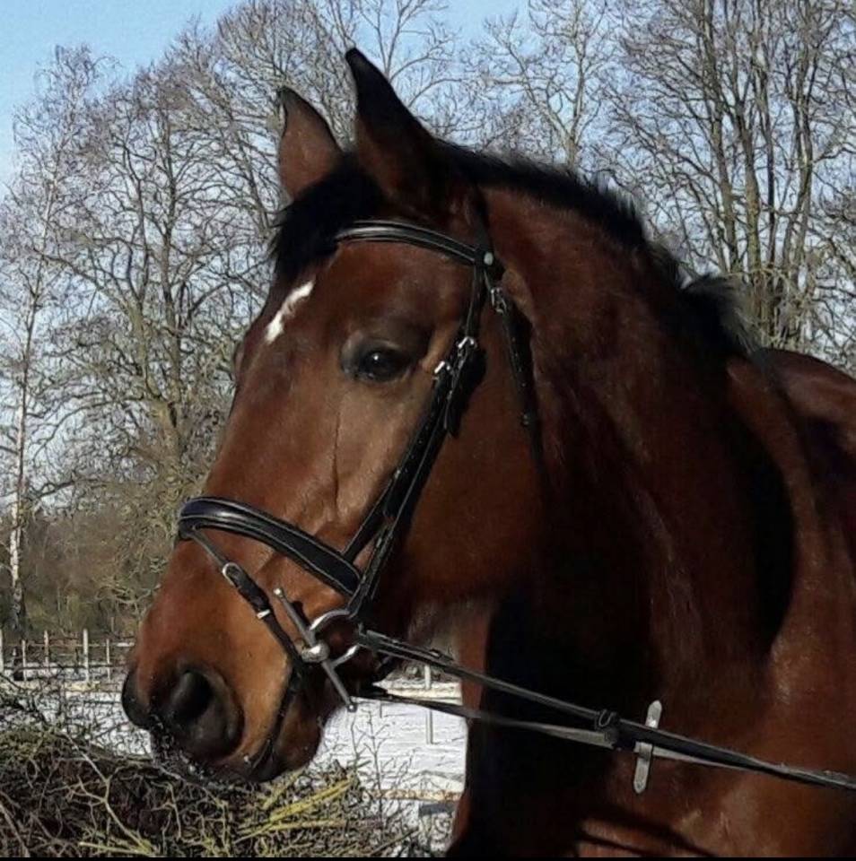 Mare Zangersheide For sale 2010 Bay