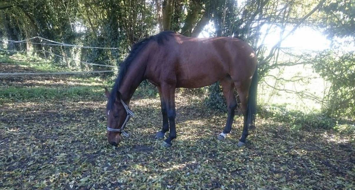 Mare Zangersheide For sale 2010 Bay