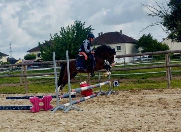 Entire French Saddle Pony For sale 2023 Bay