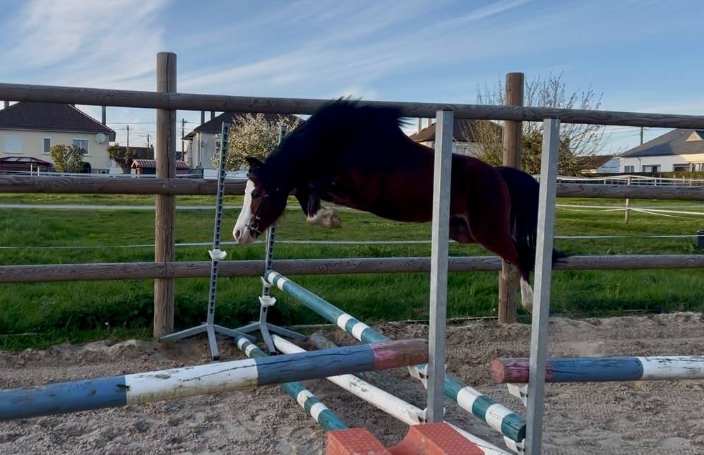 Entire French Saddle Pony For sale 2023 Bay