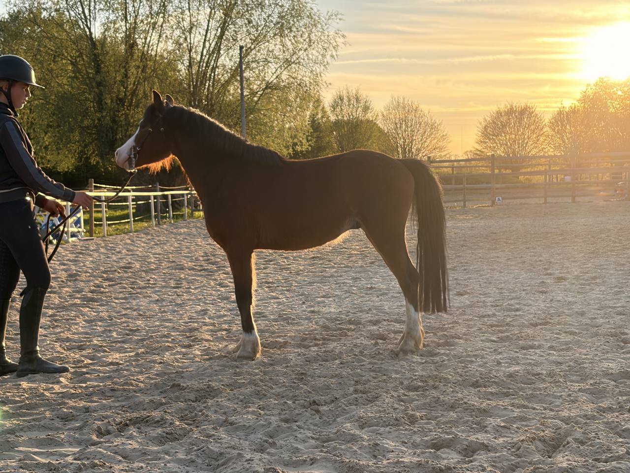 Entire French Saddle Pony For sale 2023 Bay