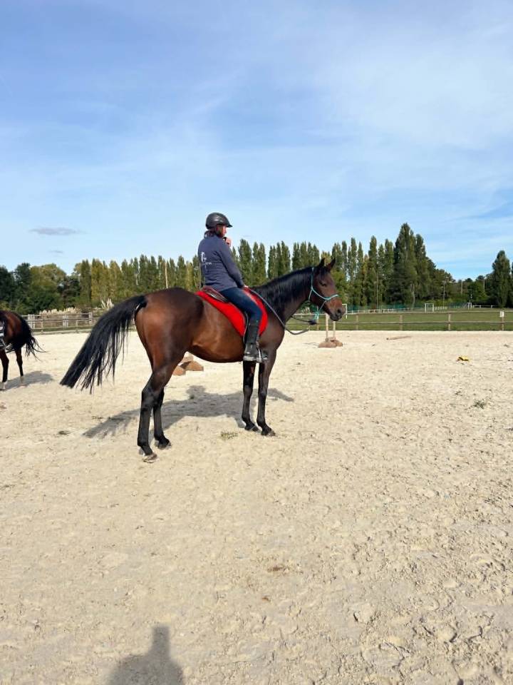 Gelding Anglo-Arabian For sale 2020 Dark Bay