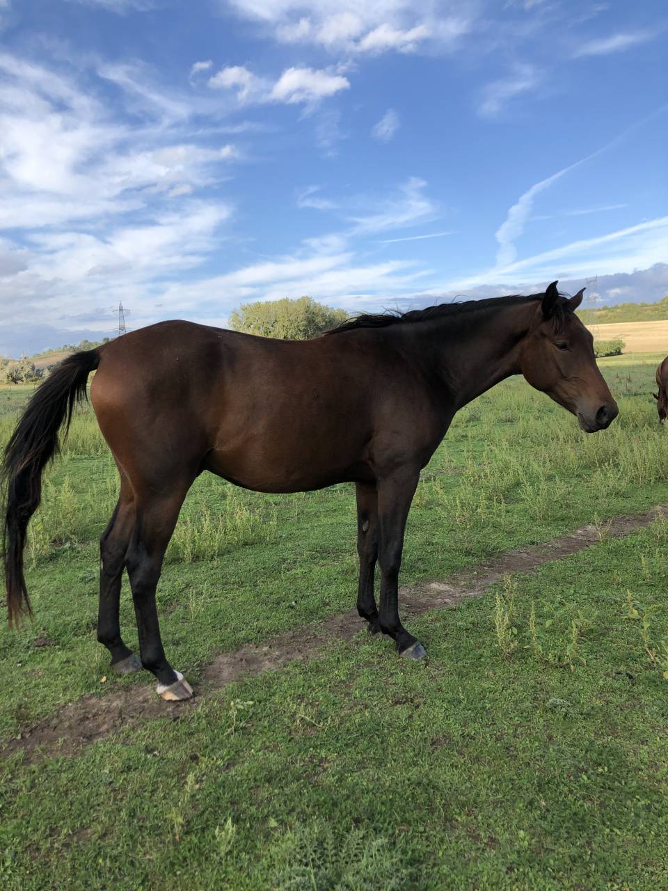 Gelding Anglo-Arabian For sale 2020 Dark Bay