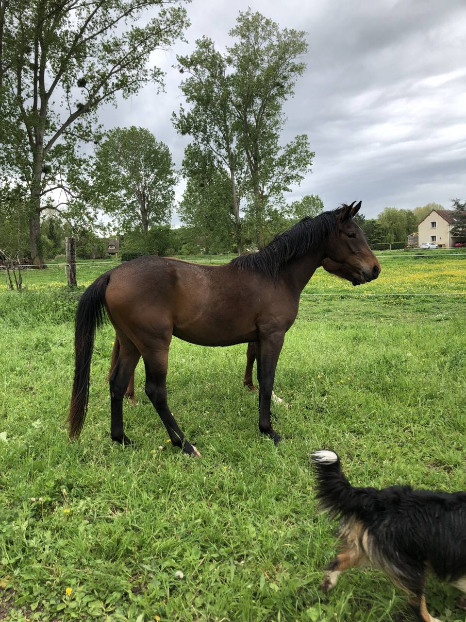 Gelding Anglo-Arabian For sale 2020 Dark Bay