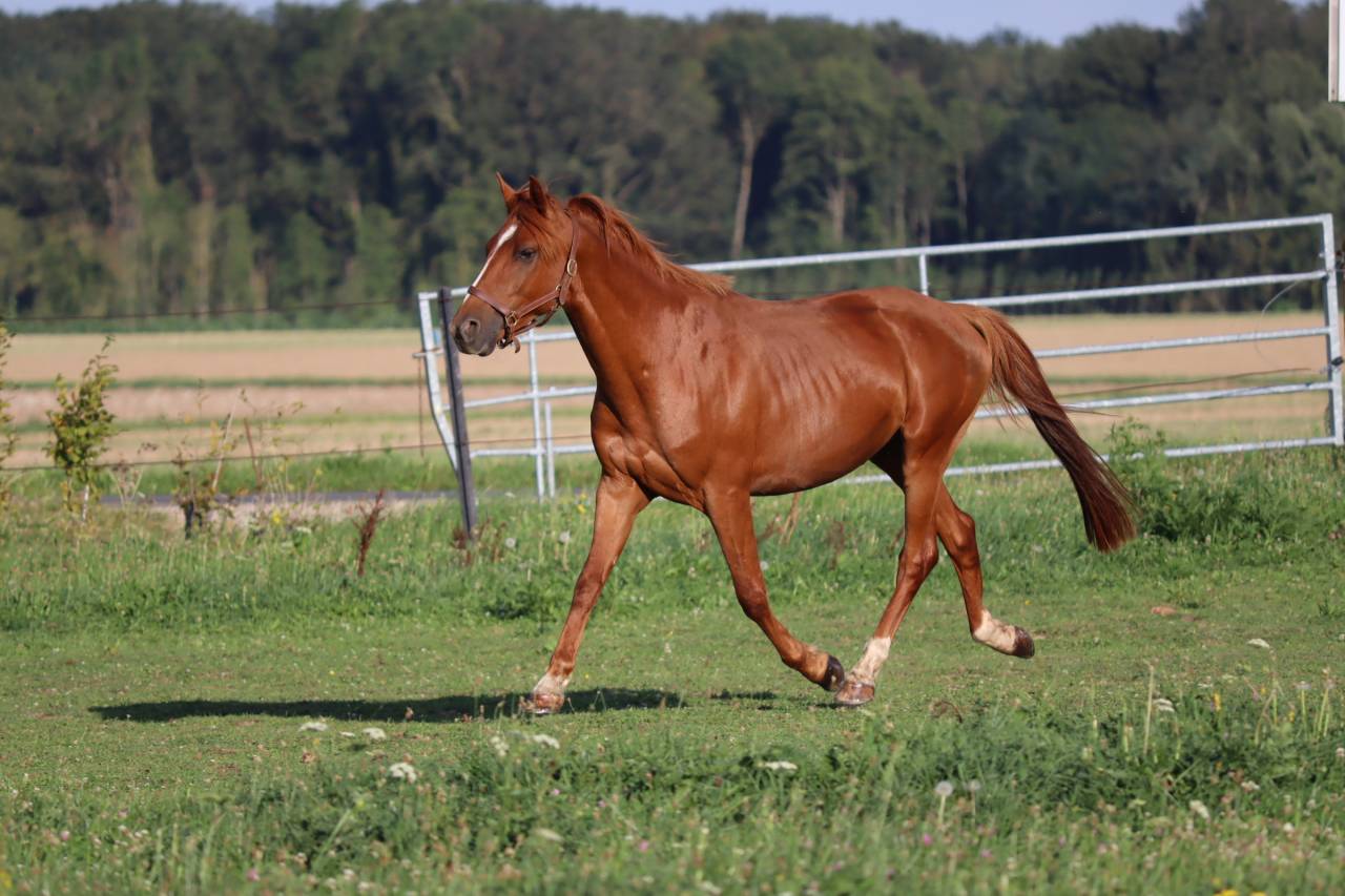 Gelding Arabian Half Blood For sale 2019 Chesnut