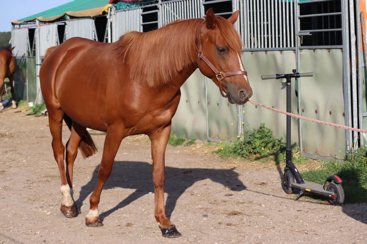 Gelding Arabian Half Blood For sale 2019 Chesnut