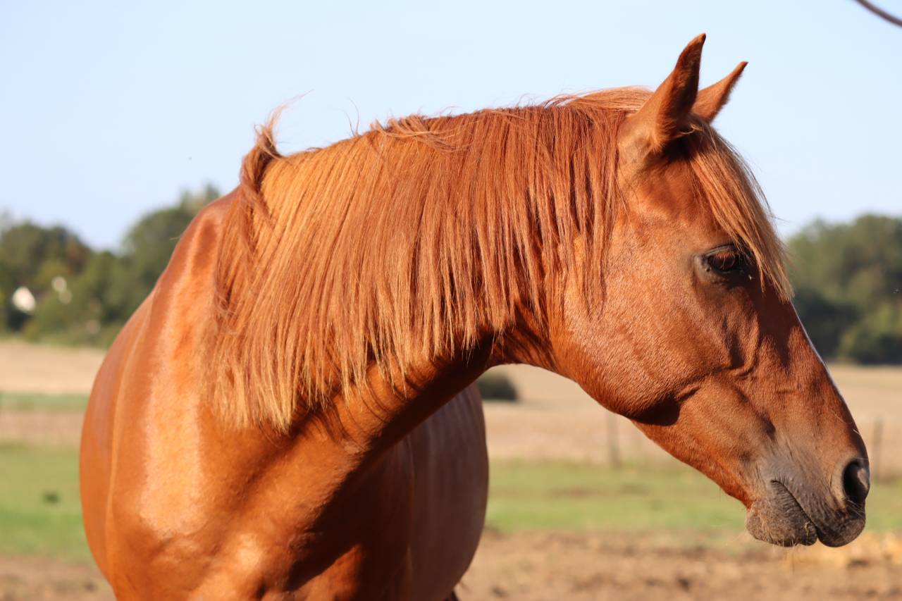 Gelding Arabian Half Blood For sale 2019 Chesnut