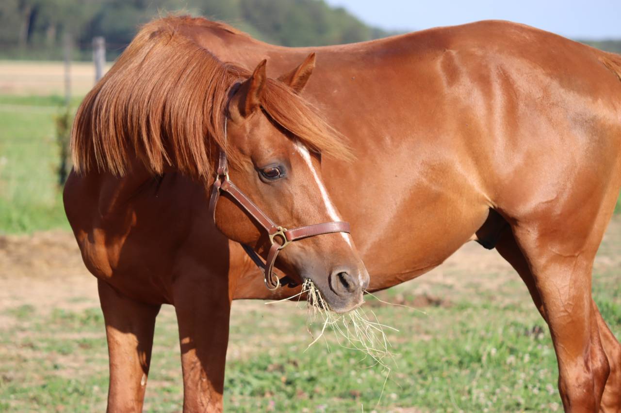 Gelding Arabian Half Blood For sale 2019 Chesnut