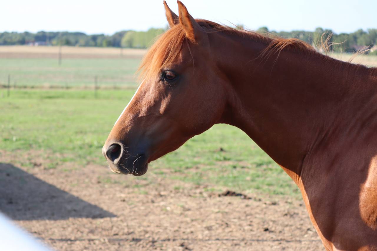 Gelding Arabian Half Blood For sale 2019 Chesnut