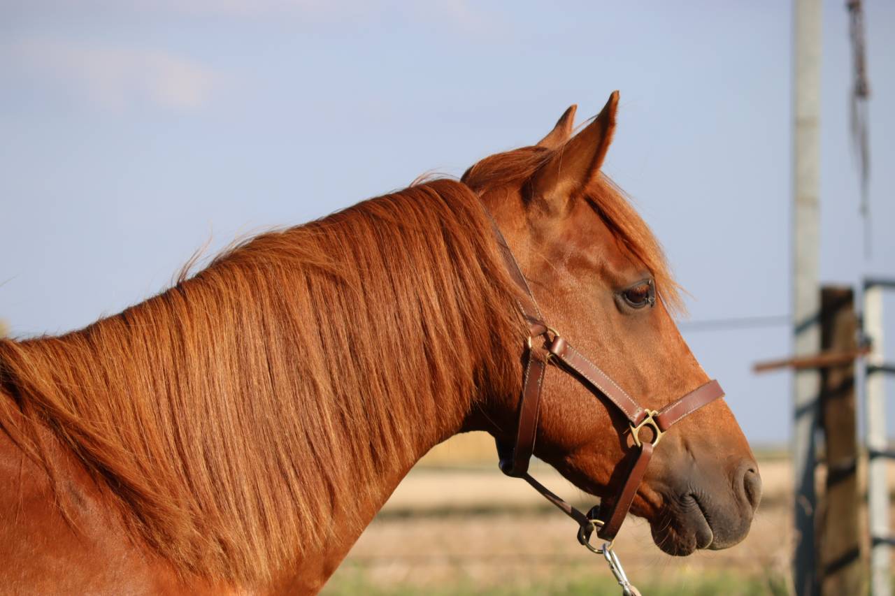Gelding Arabian Half Blood For sale 2019 Chesnut