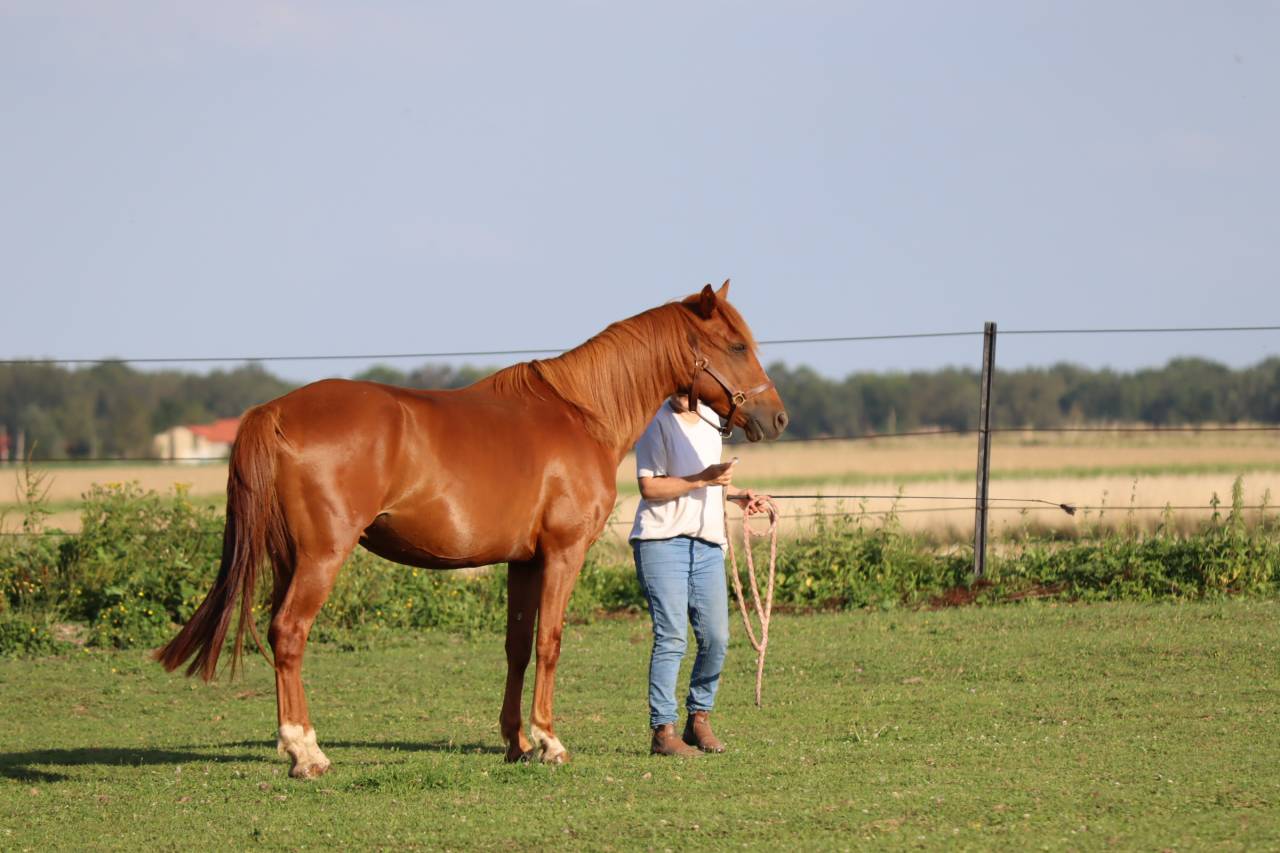 Gelding Arabian Half Blood For sale 2019 Chesnut