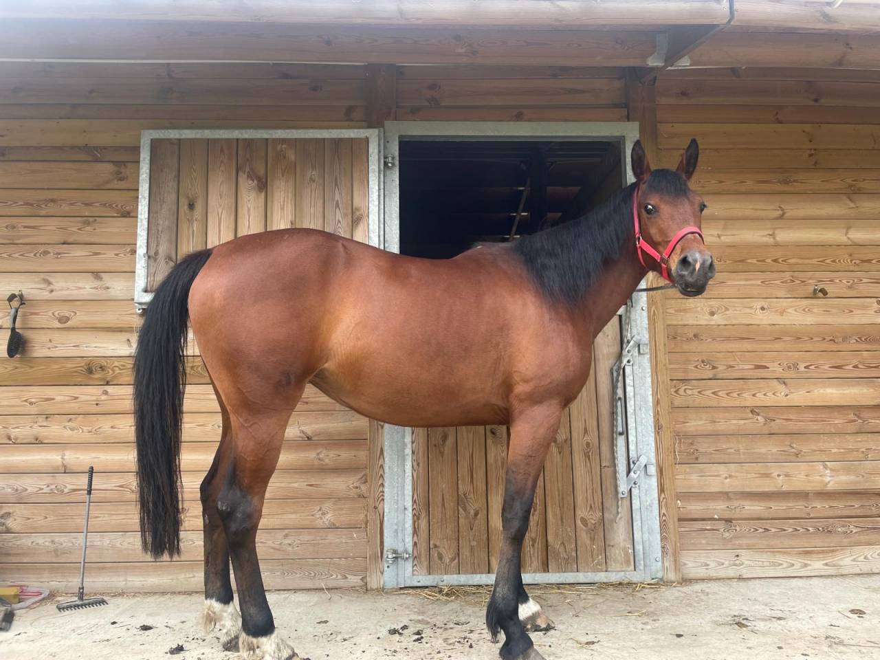 Mare Arabian For sale 2022 Bay