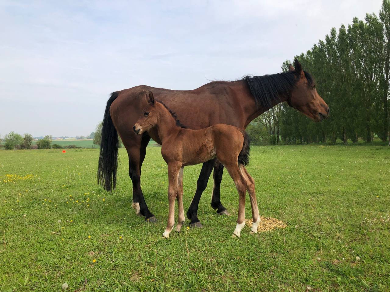 Mare Arabian For sale 2022 Bay