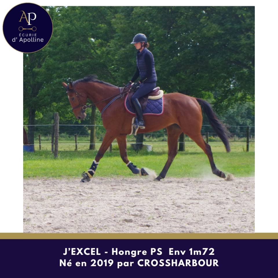 Gelding Thoroughbred For sale 2019 Bay