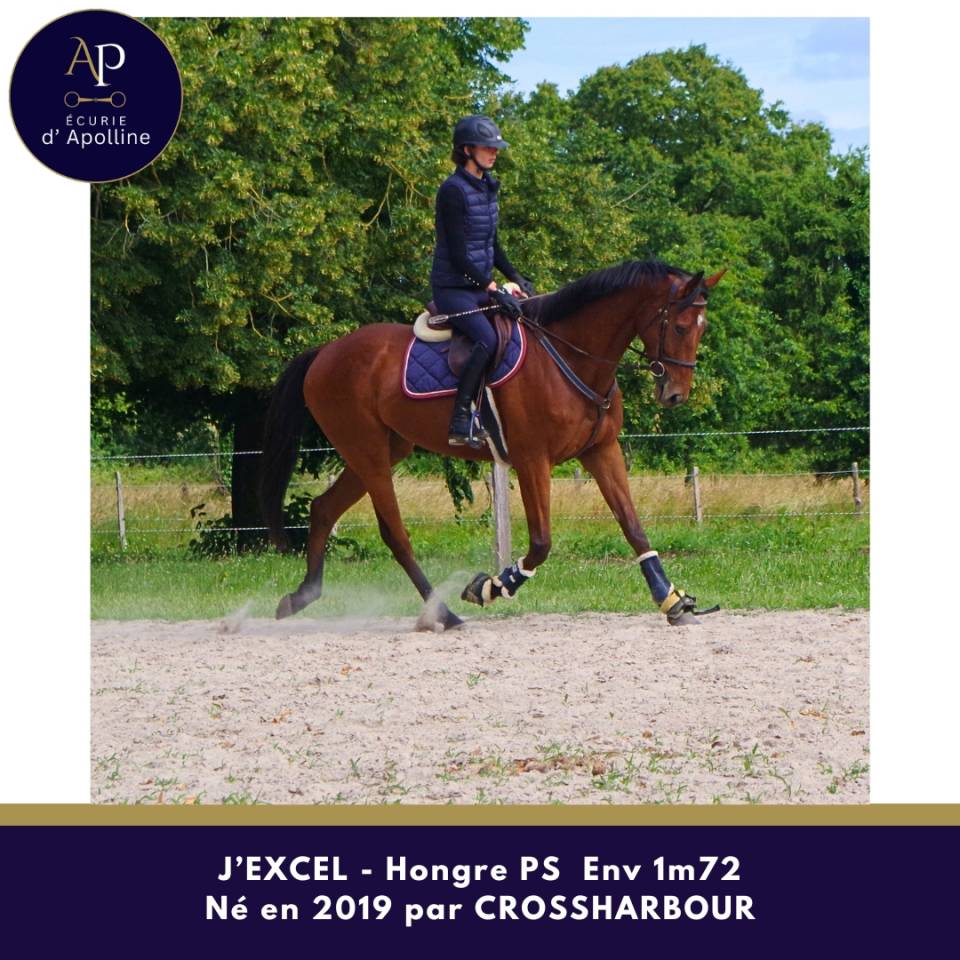 Gelding Thoroughbred For sale 2019 Bay