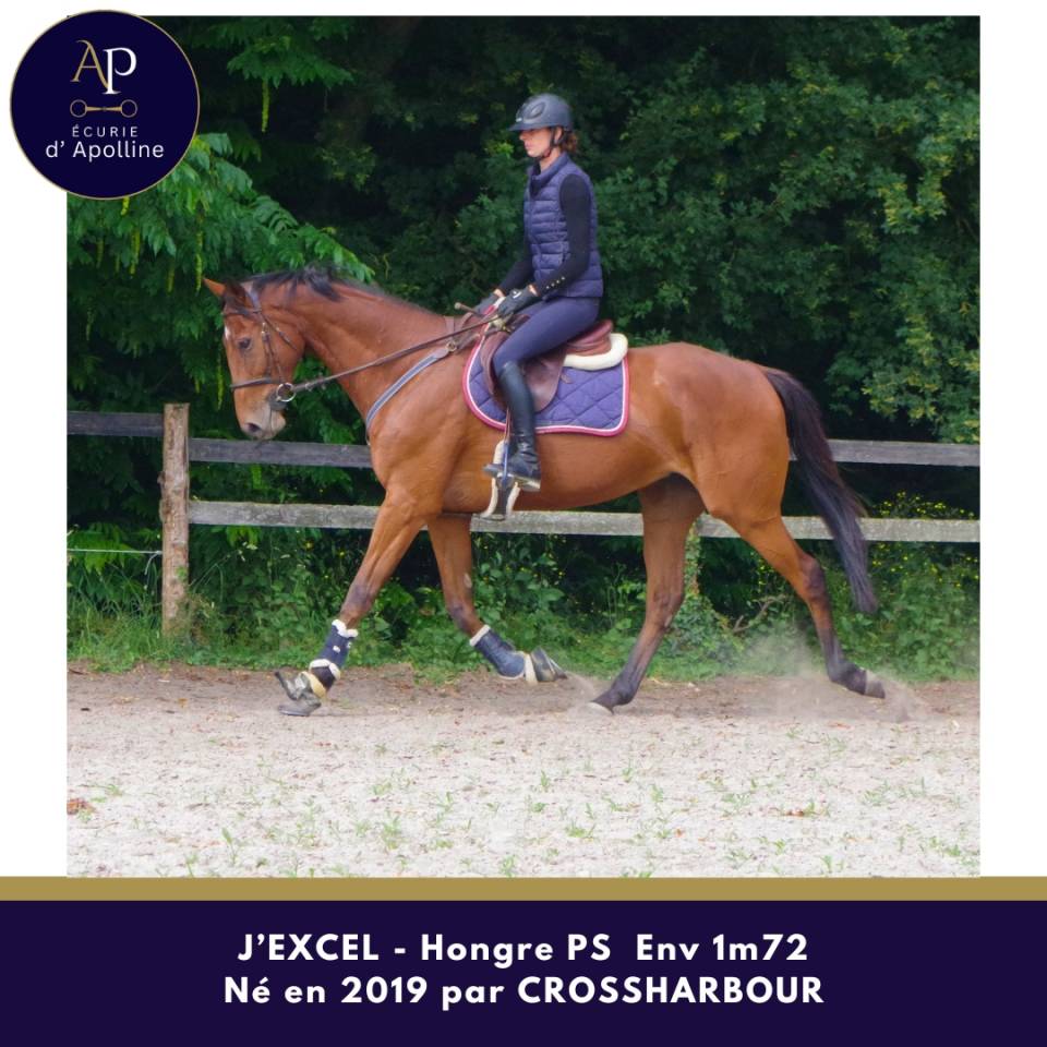 Gelding Thoroughbred For sale 2019 Bay