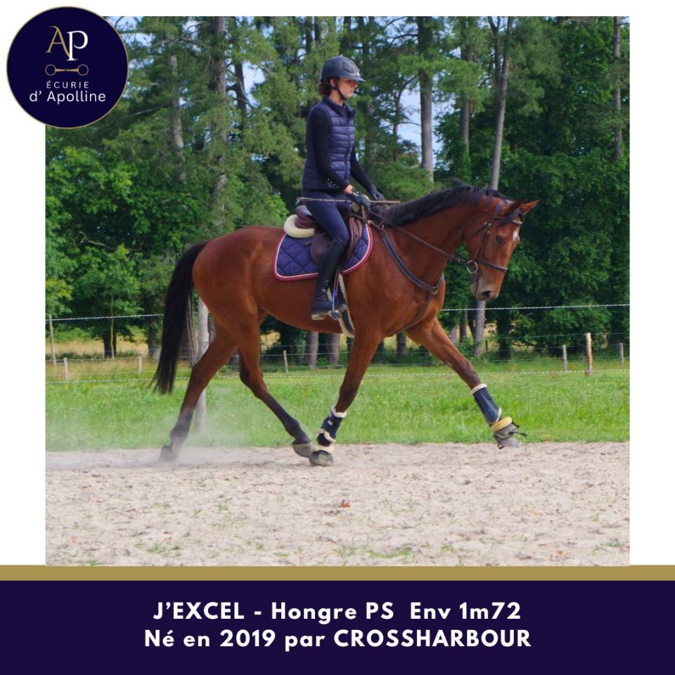 Gelding Thoroughbred For sale 2019 Bay