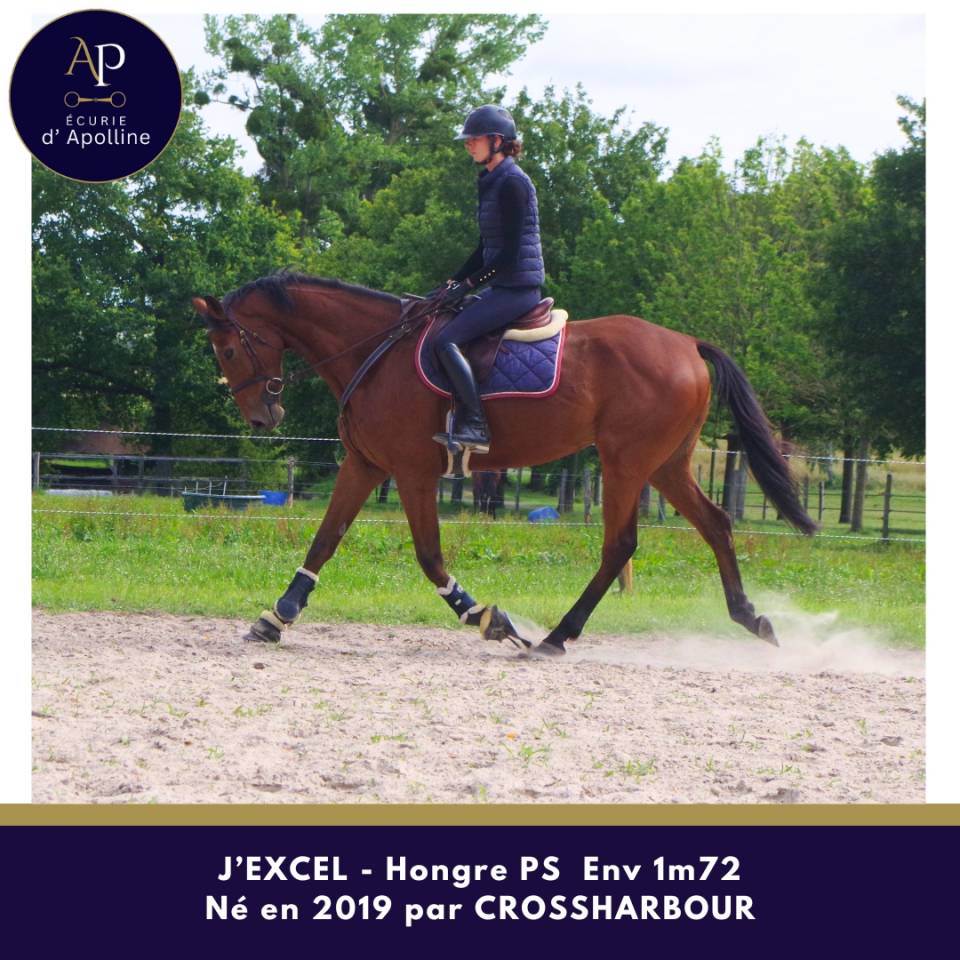 Gelding Thoroughbred For sale 2019 Bay