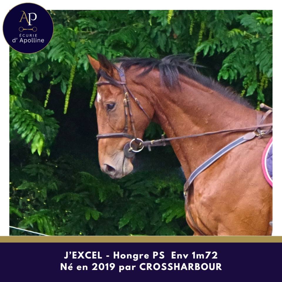 Gelding Thoroughbred For sale 2019 Bay