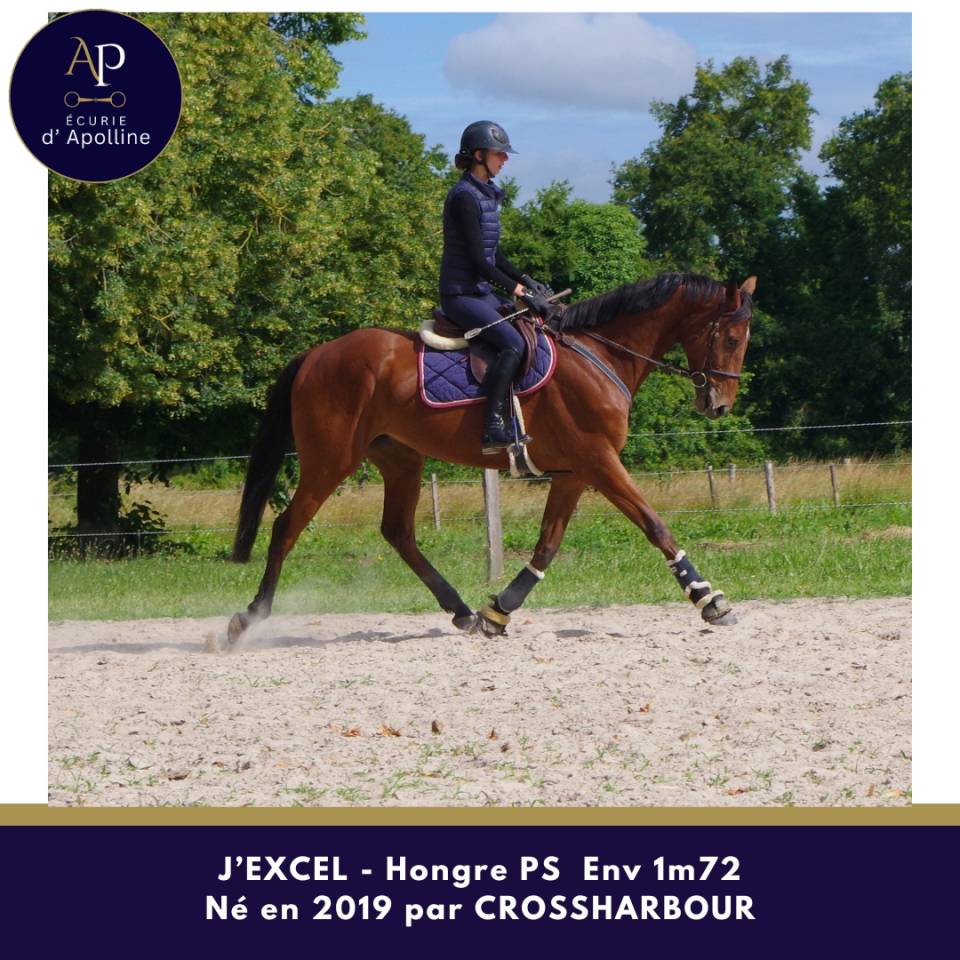 Gelding Thoroughbred For sale 2019 Bay