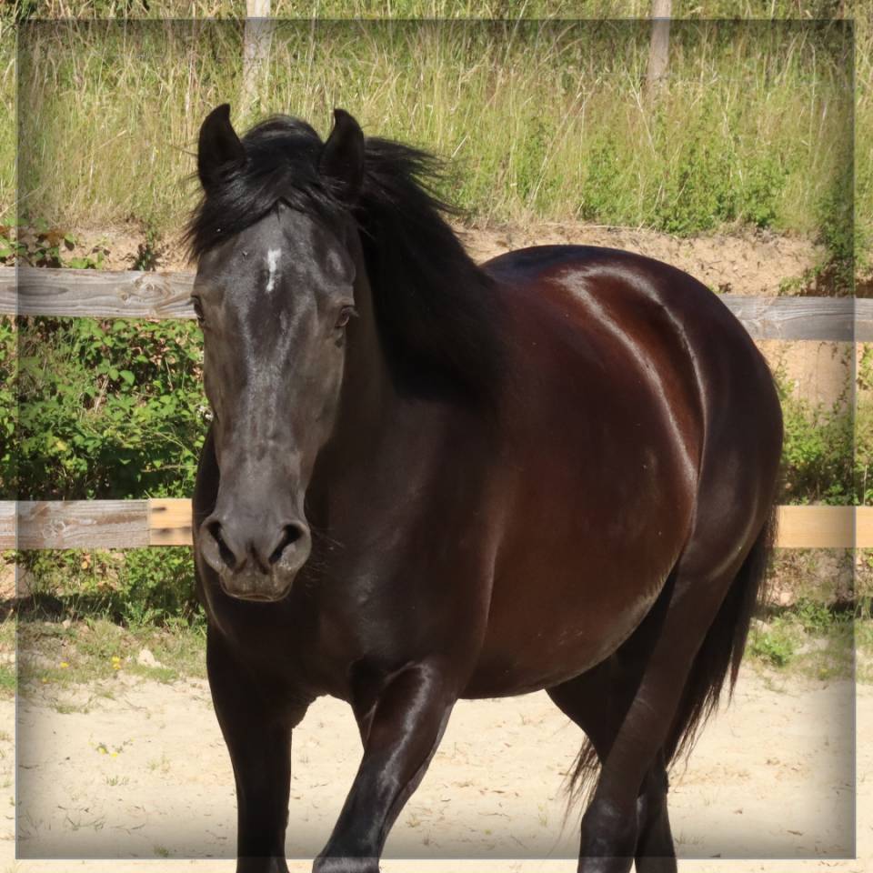 Mare Menorquin Horse For sale 2015 Black