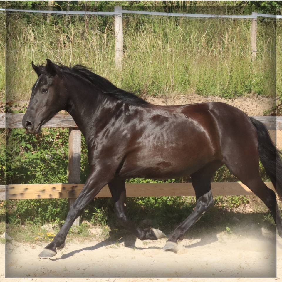 Mare Menorquin Horse For sale 2015 Black