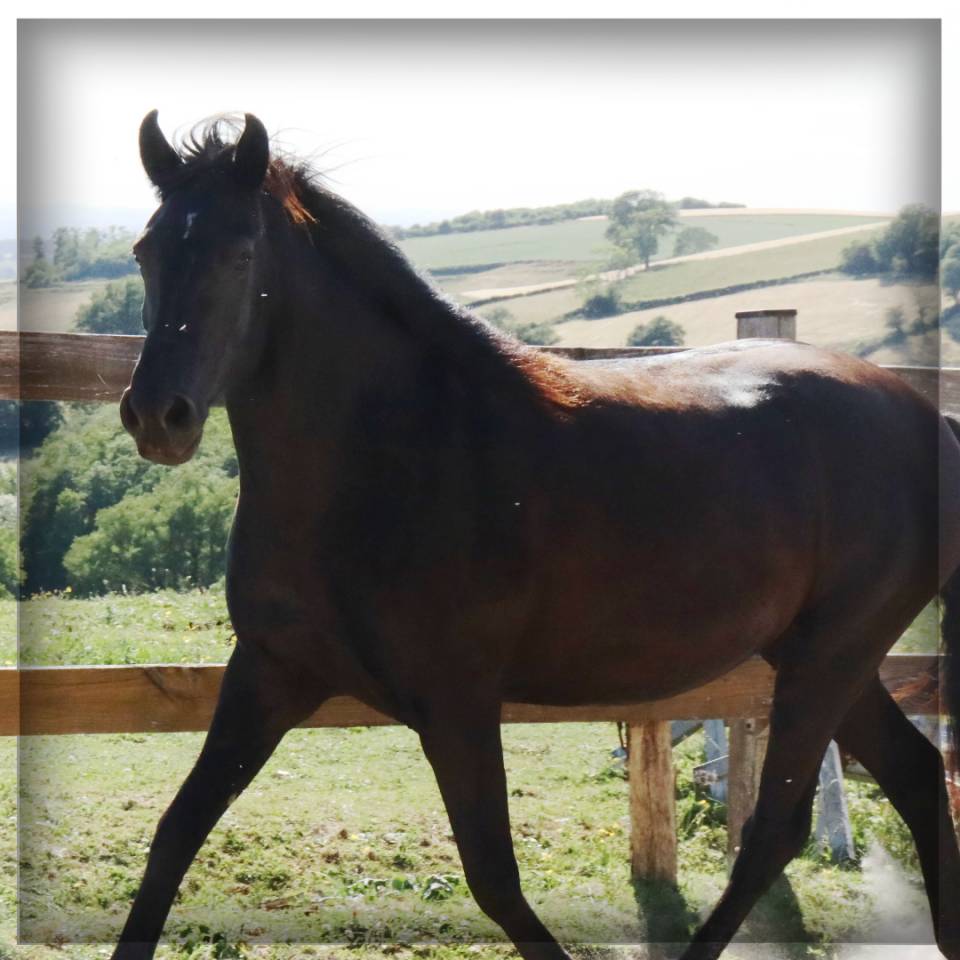 Mare Menorquin Horse For sale 2015 Black