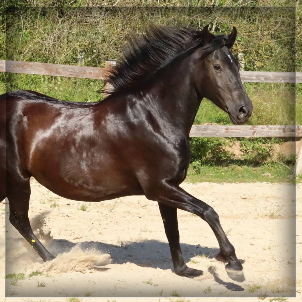 Mare Menorquin Horse For sale 2015 Black