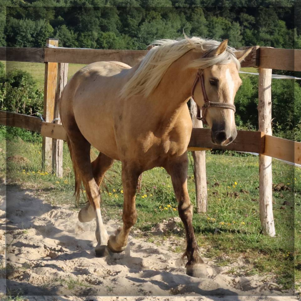 Mare Welsh Pony (Section D), Welsh Cob For sale 2023 Palomino
