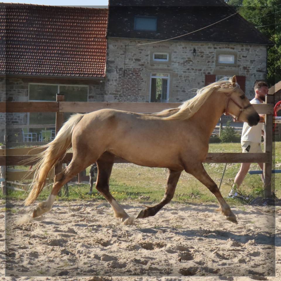 Mare Welsh Pony (Section D), Welsh Cob For sale 2023 Palomino