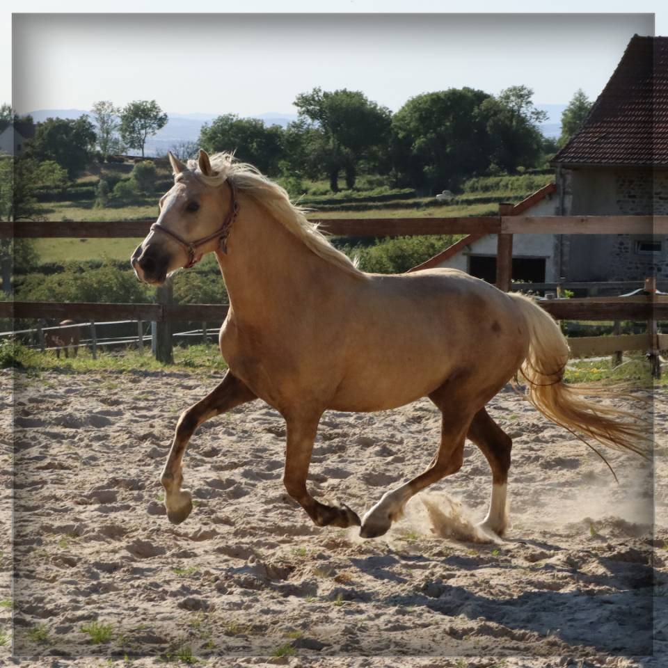 Mare Welsh Pony (Section D), Welsh Cob For sale 2023 Palomino