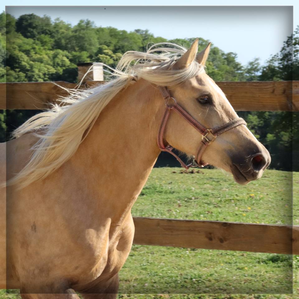 Mare Welsh Pony (Section D), Welsh Cob For sale 2023 Palomino