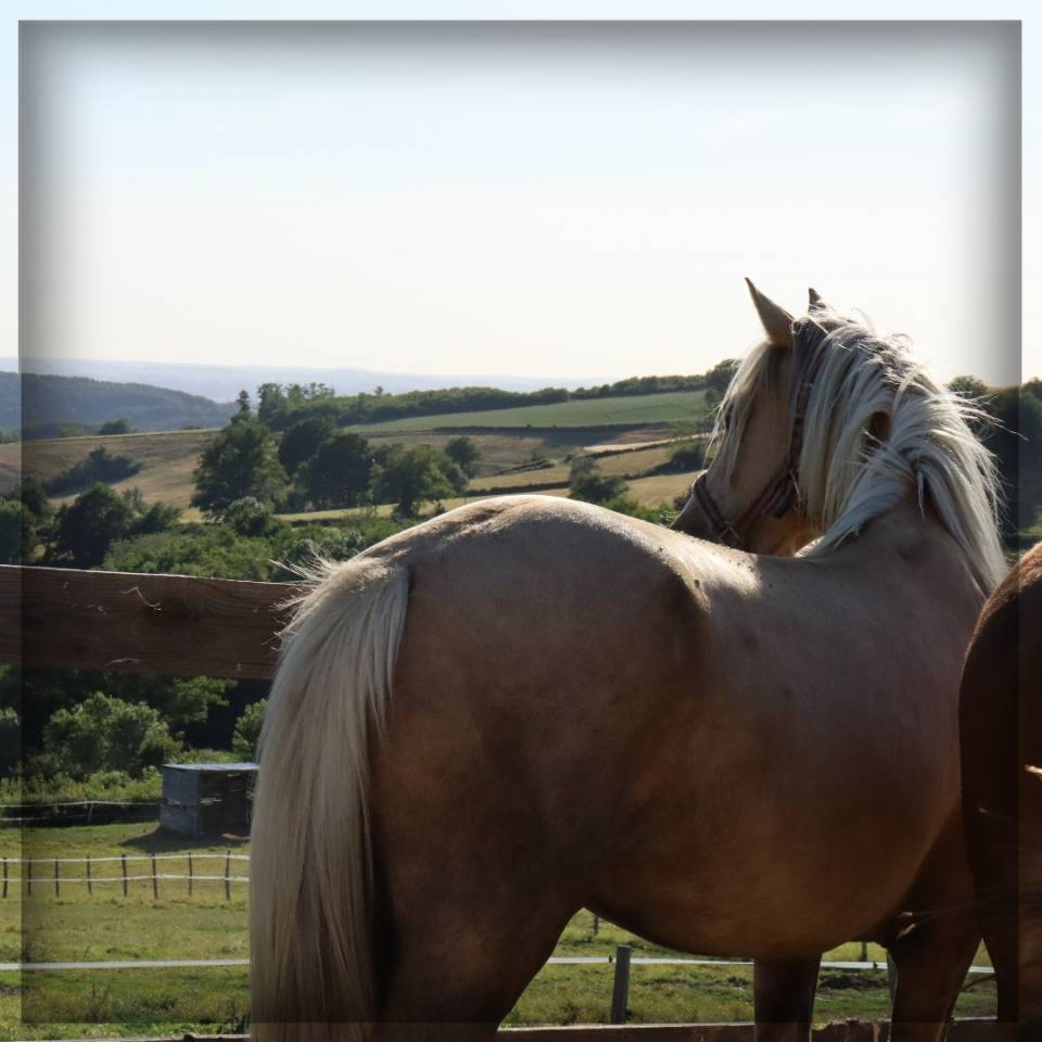 Mare Welsh Pony (Section D), Welsh Cob For sale 2023 Palomino