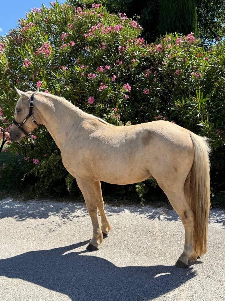 Entire Welsh Part Bred For sale 2022 Palomino