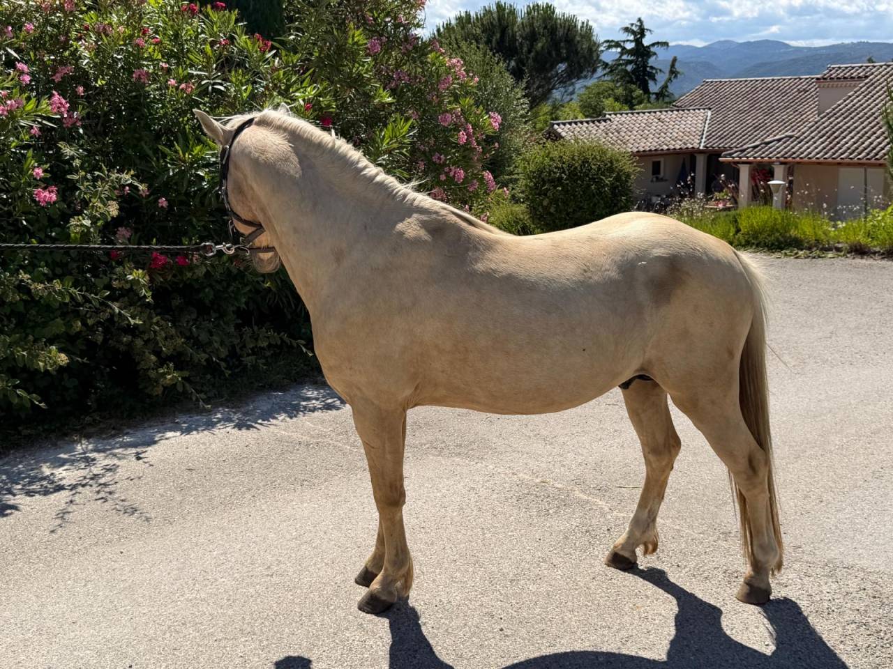 Entire Welsh Part Bred For sale 2022 Palomino
