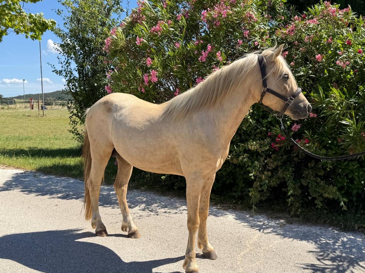 Entire Welsh Part Bred For sale 2022 Palomino
