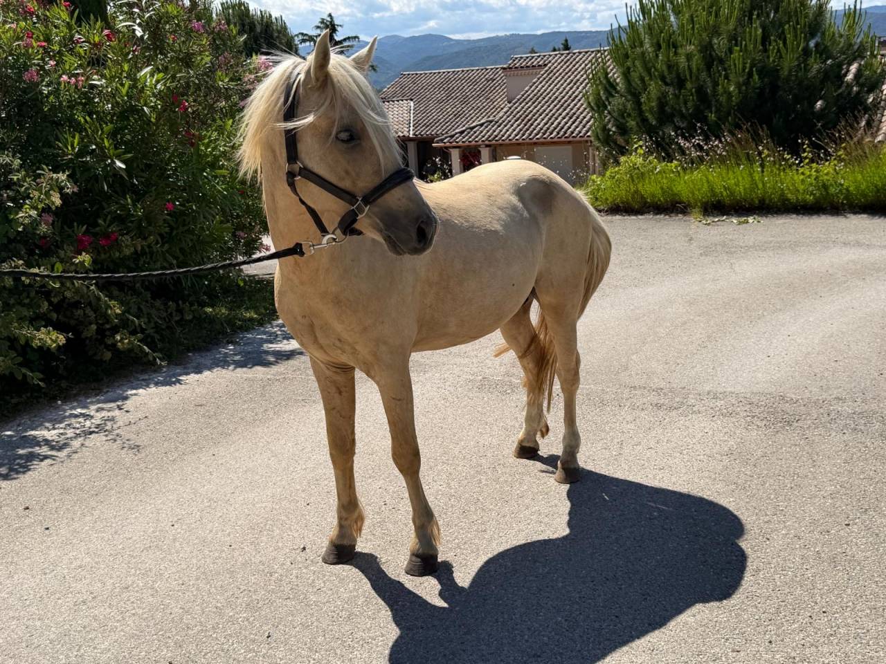 Entire Welsh Part Bred For sale 2022 Palomino