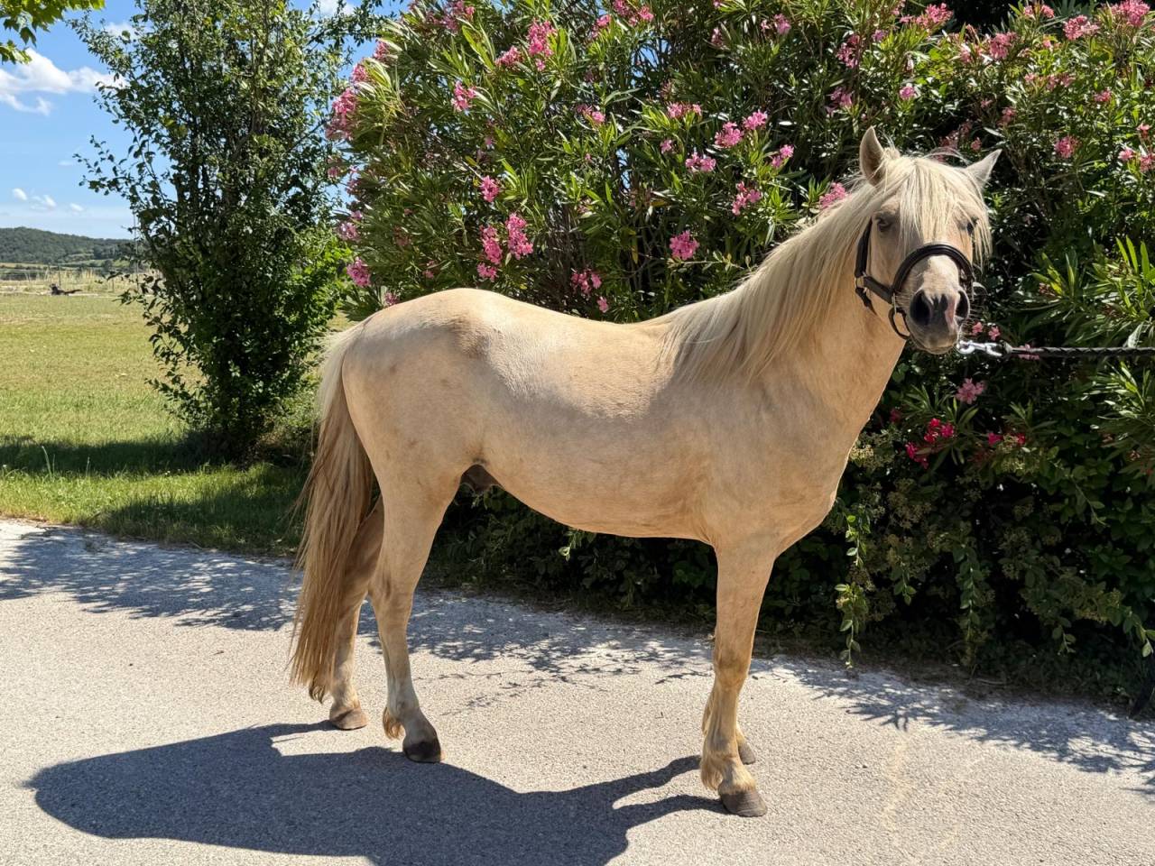 Entire Welsh Part Bred For sale 2022 Palomino