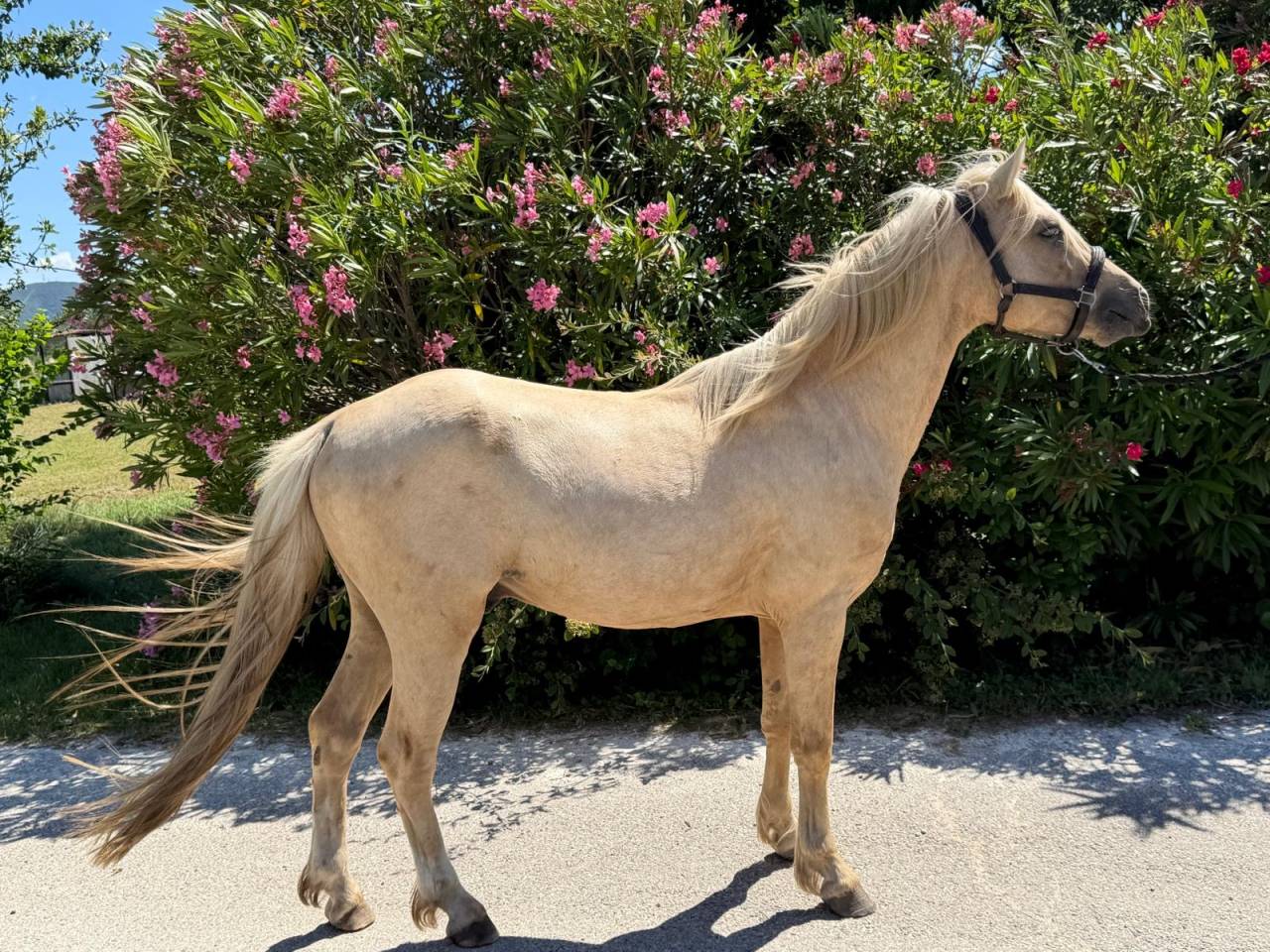 Entire Welsh Part Bred For sale 2022 Palomino
