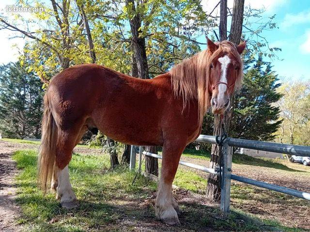 Gelding Breton Heavy Draft For sale 2016 Chesnut