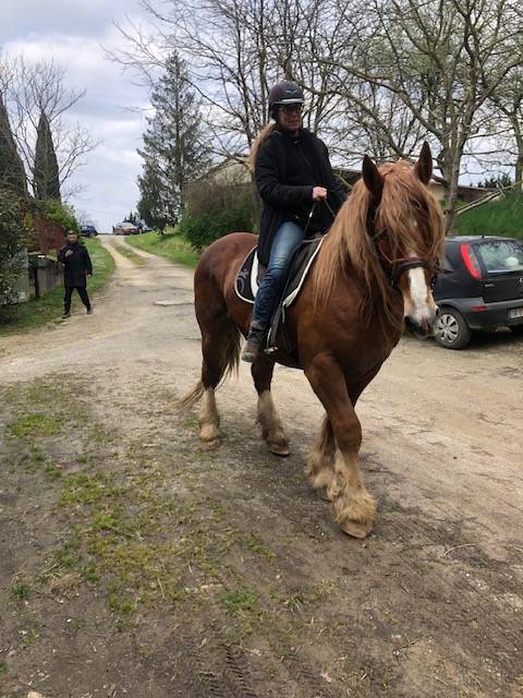 Gelding Breton Heavy Draft For sale 2016 Chesnut