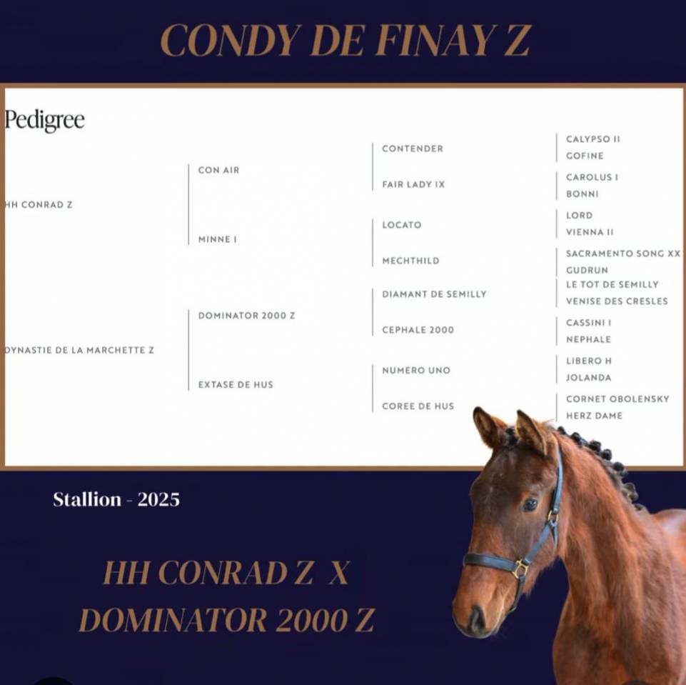 Stallion Zangersheide For sale 2025 Bay