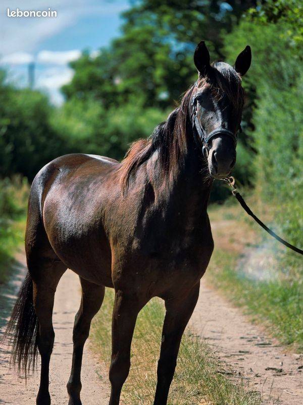 Mare French Trotter For sale 2023 Black