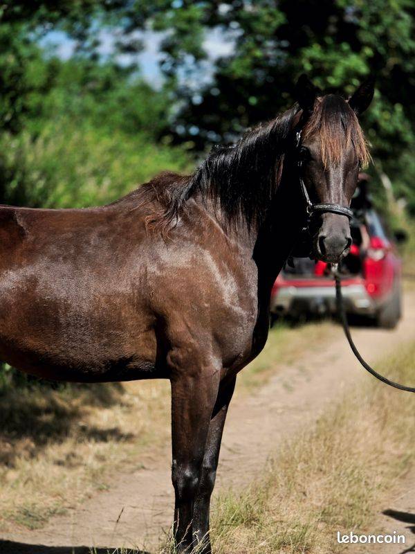 Mare French Trotter For sale 2023 Black