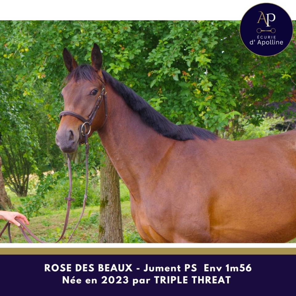 Mare Thoroughbred For sale 2023 Bay